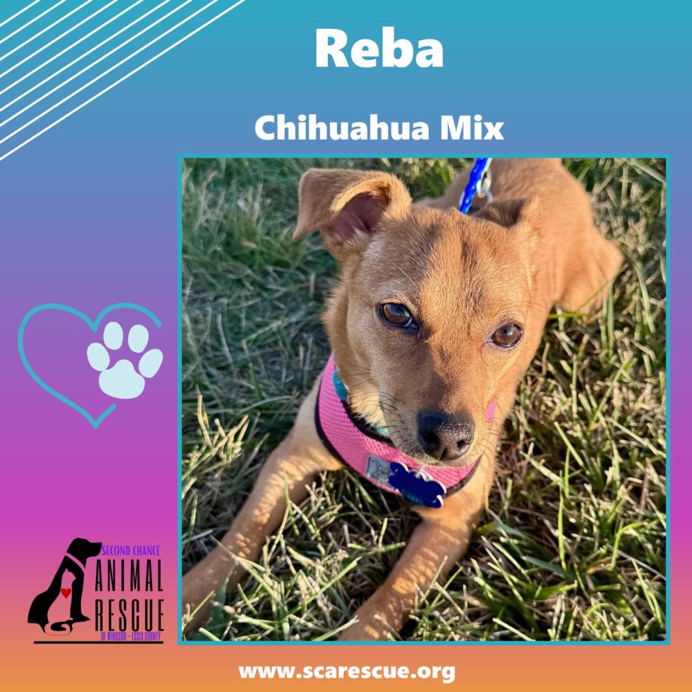 Reba, a Adoptable mixed breed in Windsor, ON image 6/6