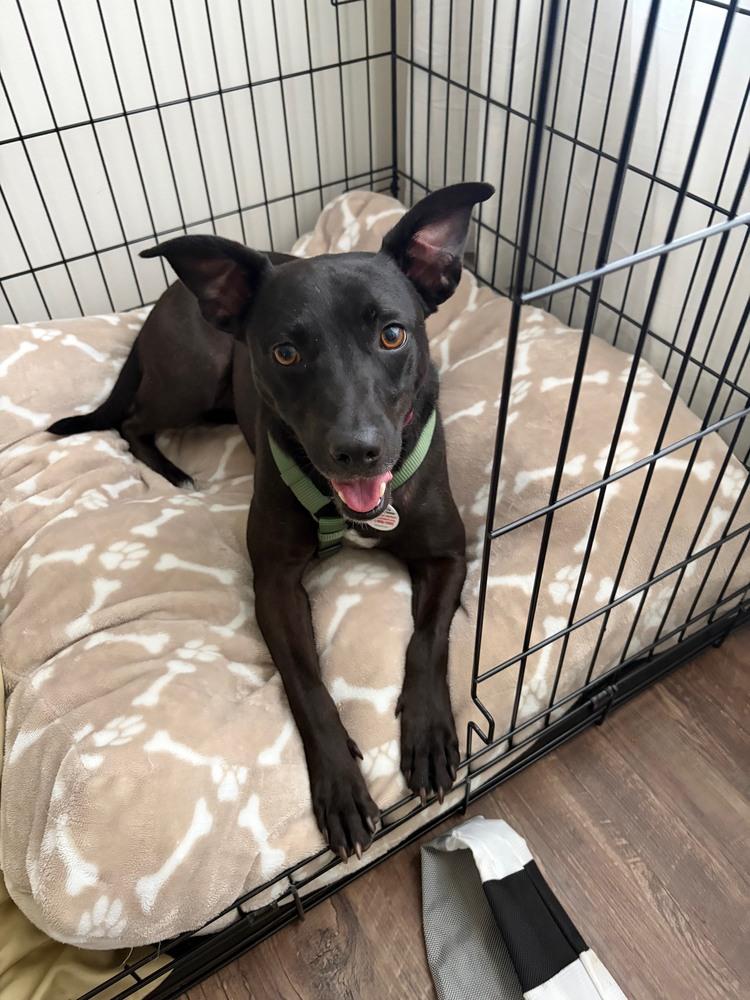 Enlarge Loretta - Country Gal, a Adoptable mixed breed in Lancaster, PA image 1/6