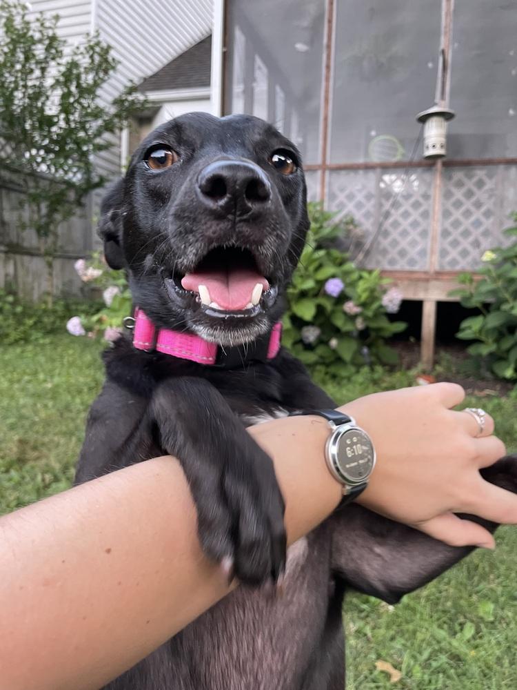 Enlarge Loretta - Country Gal, a Adoptable mixed breed in Lancaster, PA image 2/6