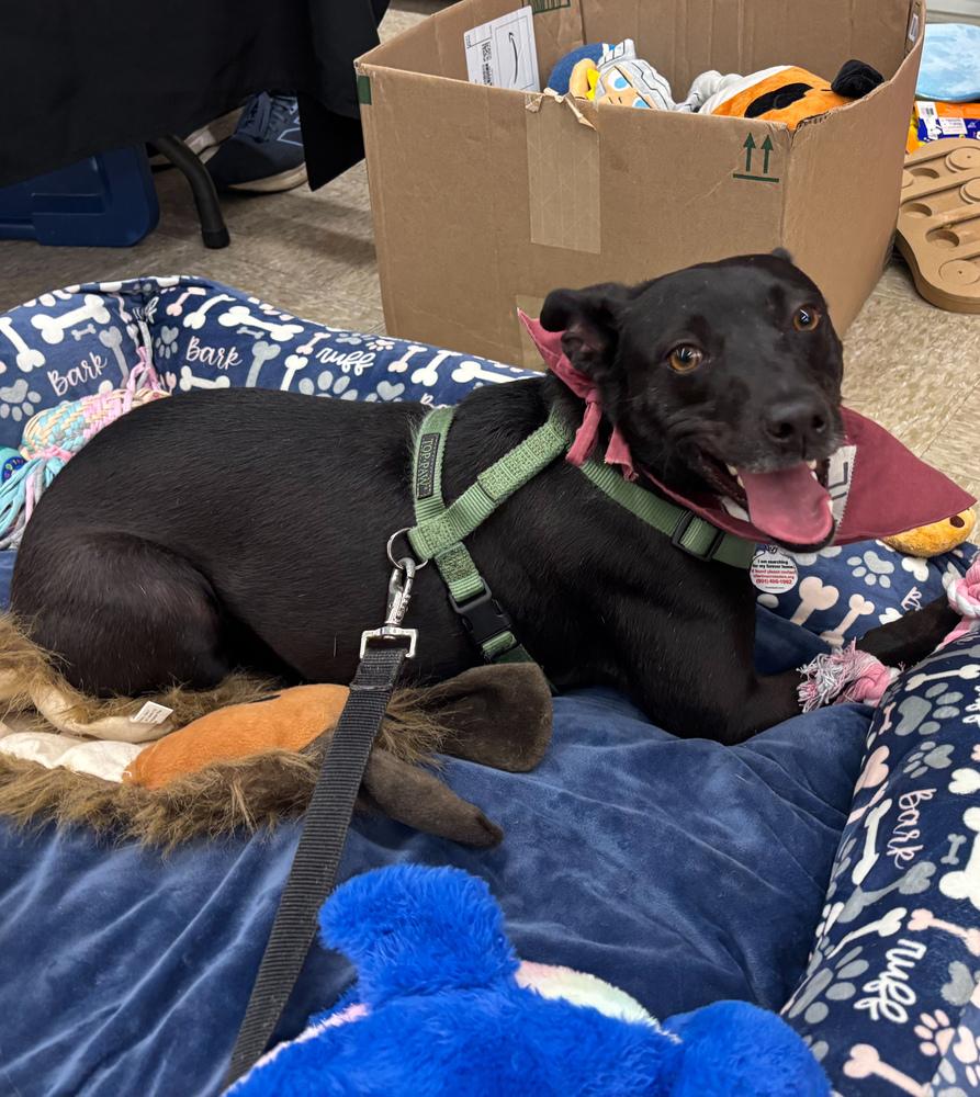 Enlarge Loretta - Country Gal, a Adoptable mixed breed in Lancaster, PA image 3/6