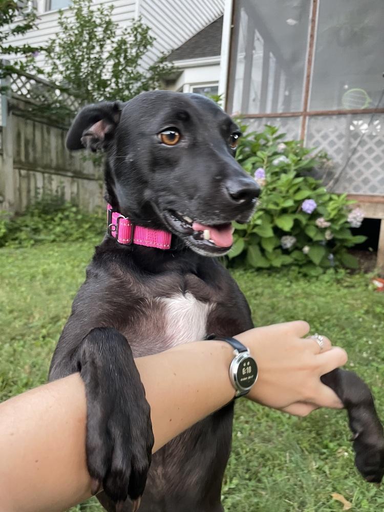 Enlarge Loretta - Country Gal, a Adoptable mixed breed in Lancaster, PA image 5/6