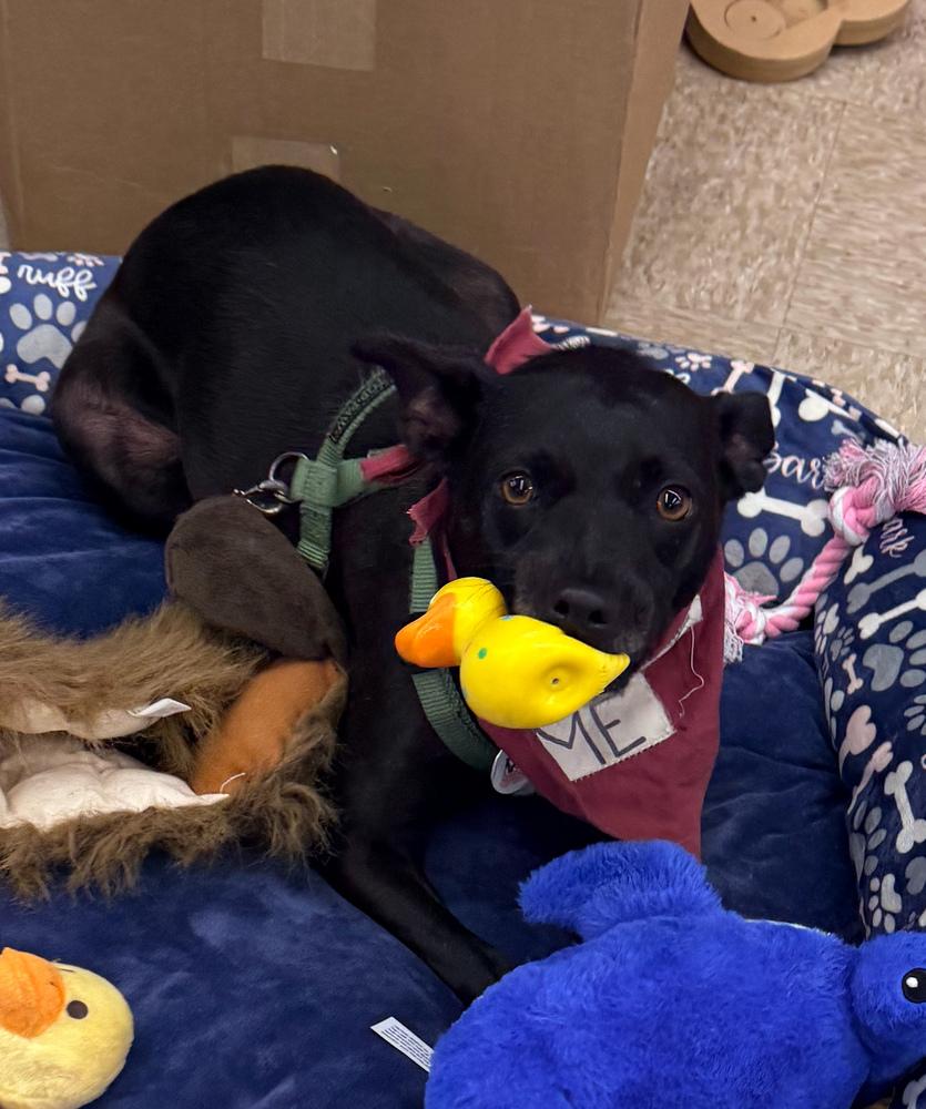 Enlarge Loretta - Country Gal, a Adoptable mixed breed in Lancaster, PA image 6/6
