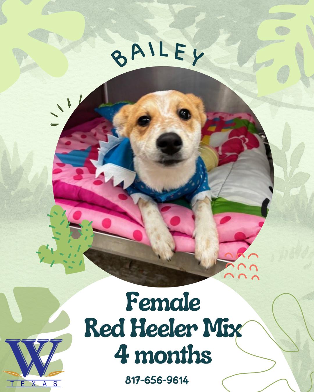 Enlarge Bailey, an adopted Australian Cattle Dog / Blue Heeler in Watauga, TX image 1/1