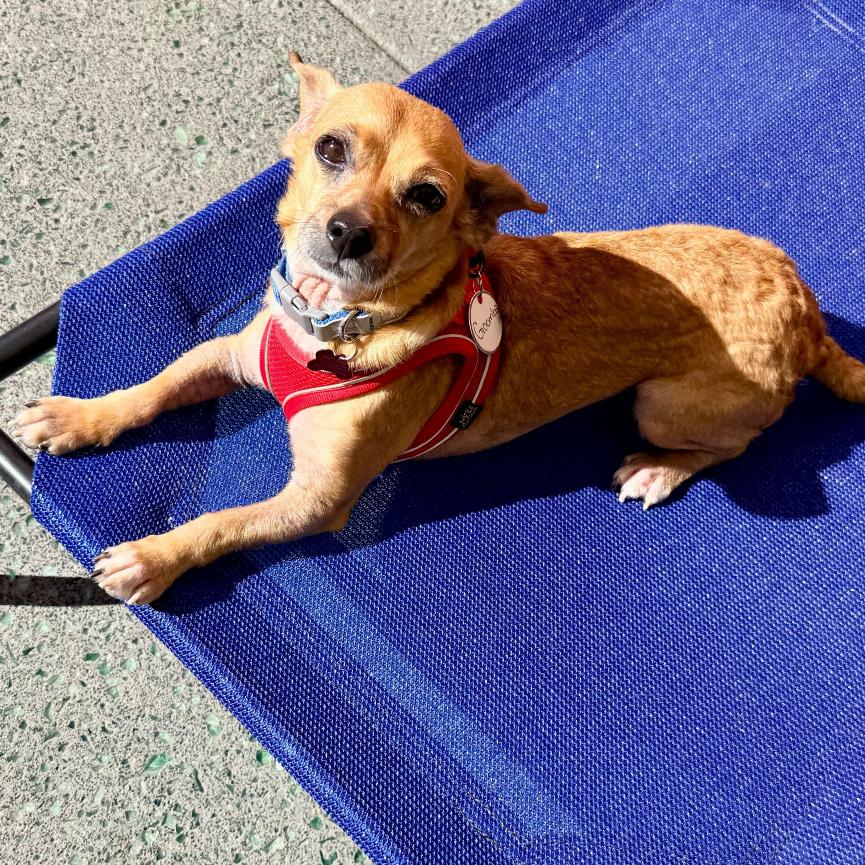 Enlarge Goomba  13842, a Adoptable mixed breed in San Francisco, CA image 1/6