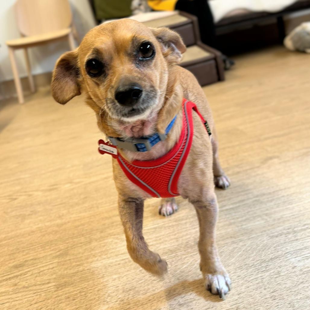 Goomba  13842, Adoptable, Senior Male Dachshund & Chihuahua.