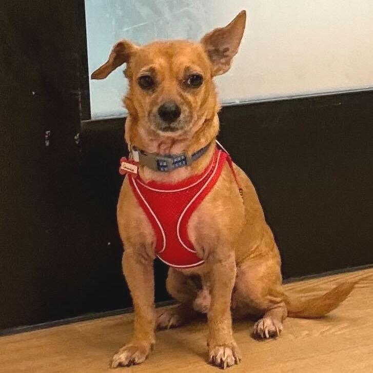 Enlarge Goomba  13842, a Adoptable mixed breed in San Francisco, CA image 3/6