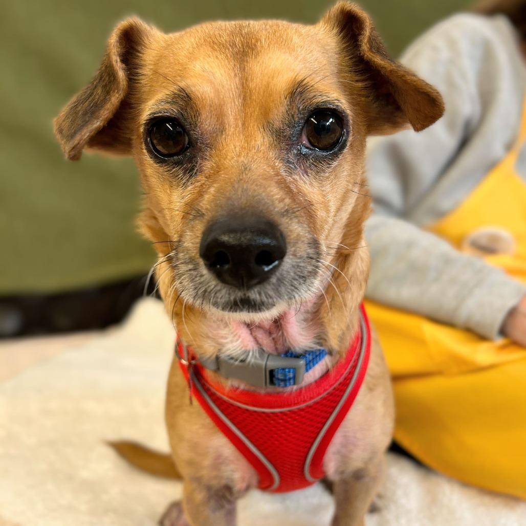 Enlarge Goomba  13842, a Adoptable mixed breed in San Francisco, CA image 4/6