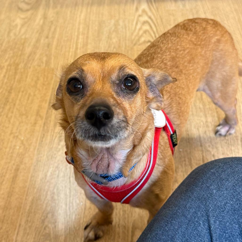 Enlarge Goomba  13842, a Adoptable mixed breed in San Francisco, CA image 5/6