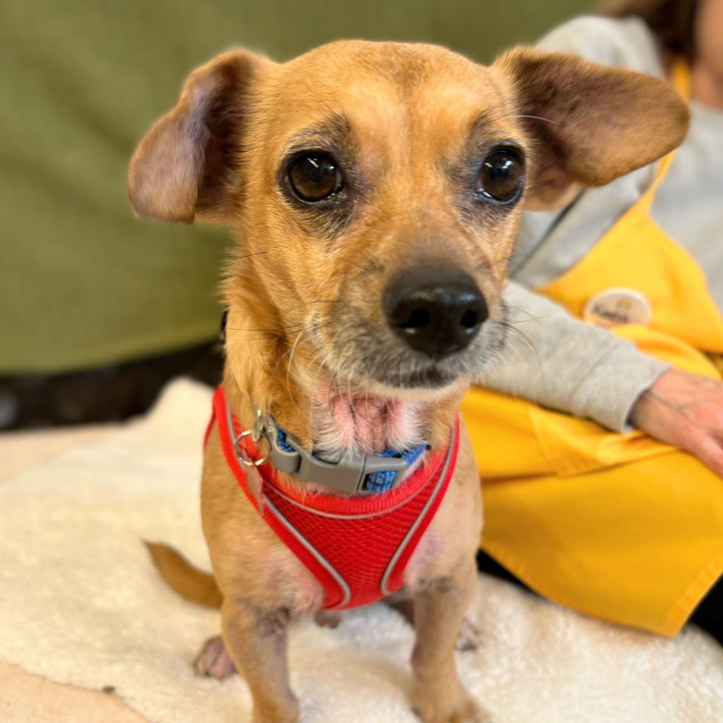 Enlarge Goomba  13842, a Adoptable mixed breed in San Francisco, CA image 6/6