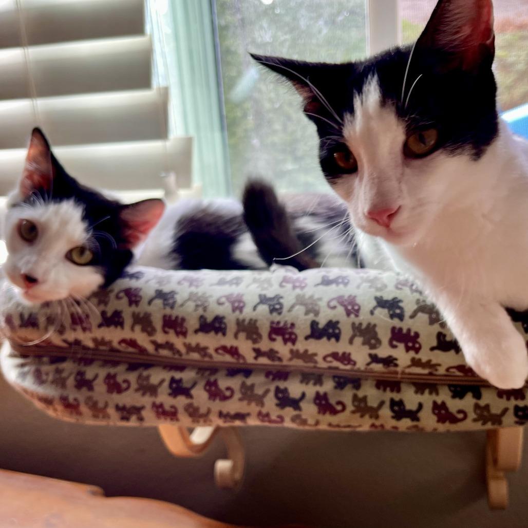 Seaweed, Adoptable, Young Male Domestic Medium Hair.