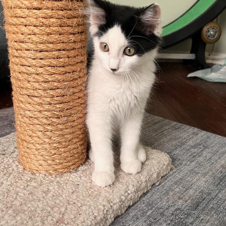 Seaweed, a Adoptable Domestic Medium Hair in Temecula, CA image 2/5