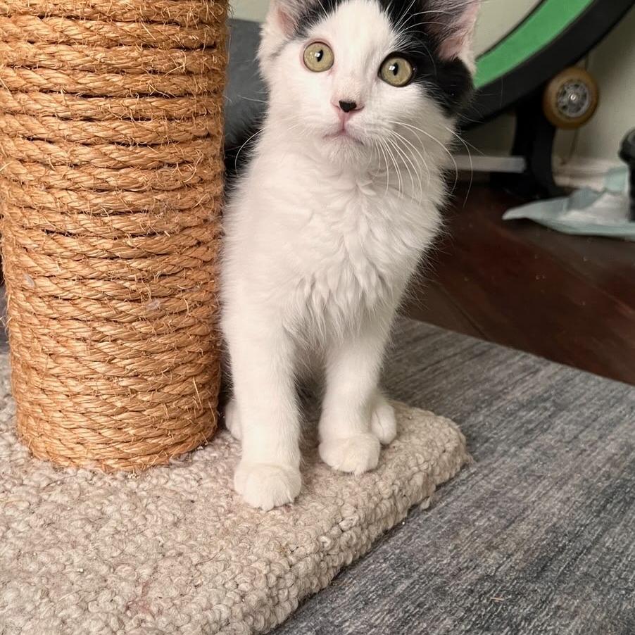 Seaweed, a Adoptable Domestic Medium Hair in Temecula, CA image 4/5