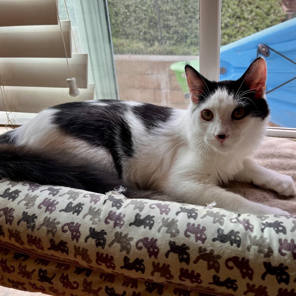 Seaweed, a Adoptable Domestic Medium Hair in Temecula, CA image 5/5