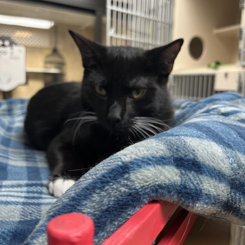 Enlarge Alonzo, a Adoptable Domestic Short Hair in Lakeland, FL image 1/5