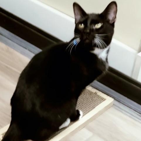 Enlarge Alonzo, a Adoptable Domestic Short Hair in Lakeland, FL image 2/5