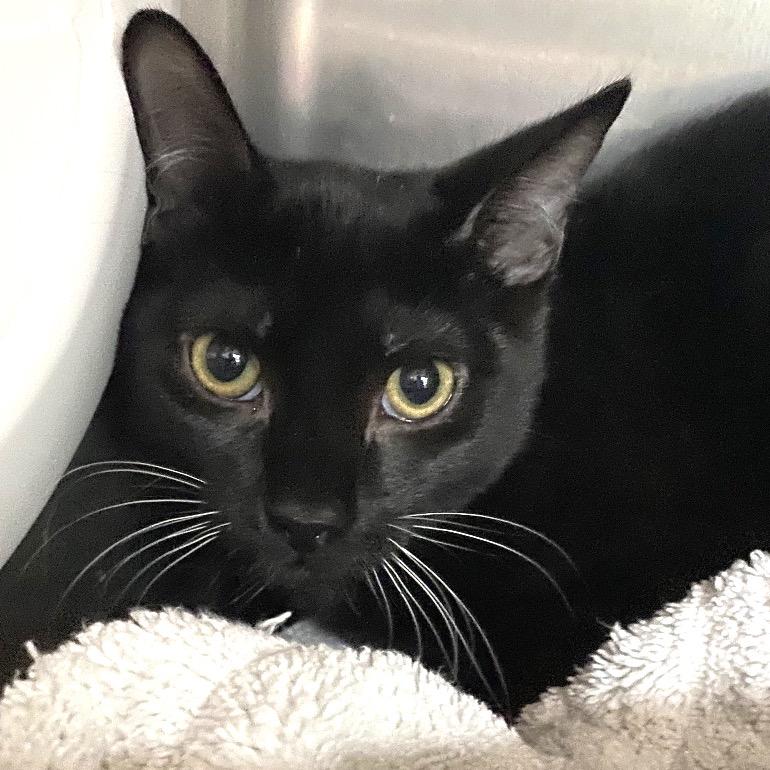 Enlarge Alonzo, a Adoptable Domestic Short Hair in Lakeland, FL image 3/5