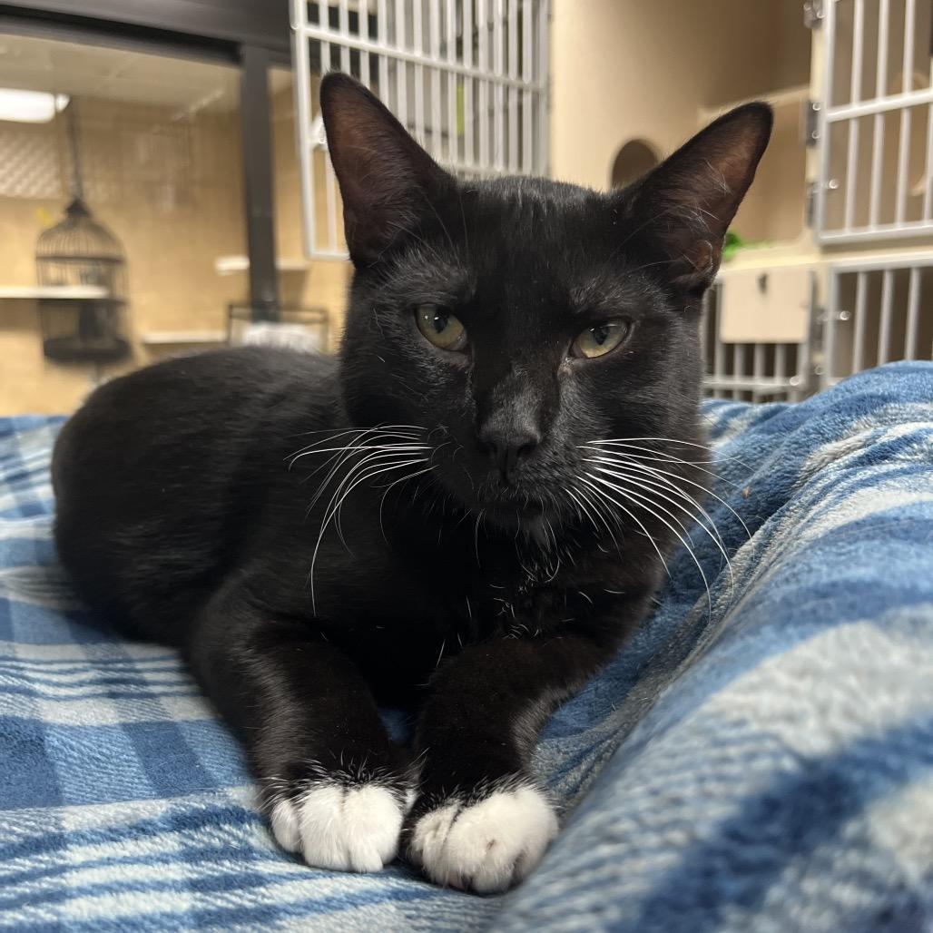 Enlarge Alonzo, a Adoptable Domestic Short Hair in Lakeland, FL image 4/5