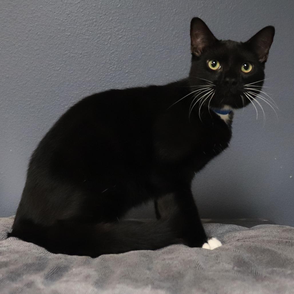 Enlarge Alonzo, a Adoptable Domestic Short Hair in Lakeland, FL image 5/5