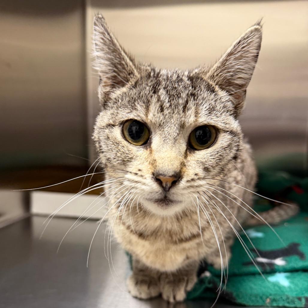 Enlarge Lucky, a Adoptable Domestic Short Hair in Cody, WY image 1/4