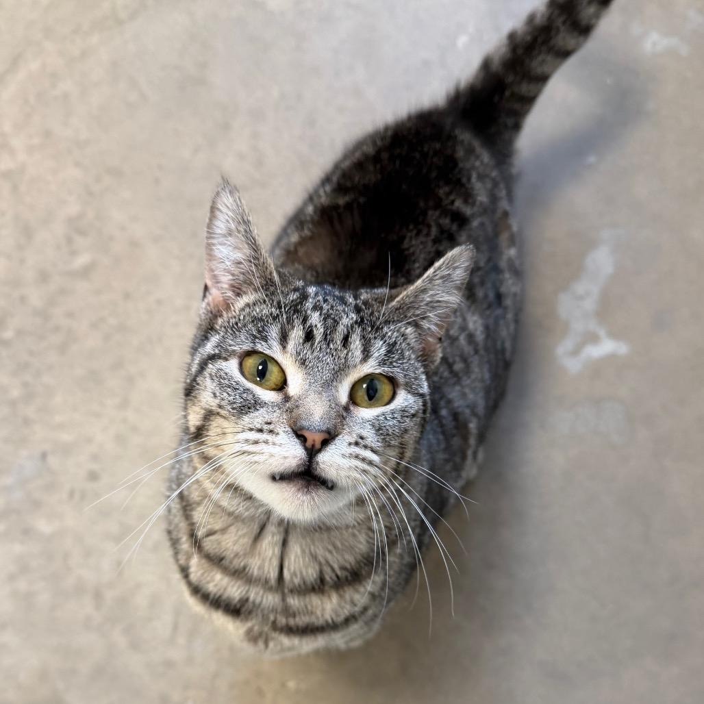 Enlarge Lucky, a Adoptable Domestic Short Hair in Cody, WY image 2/4