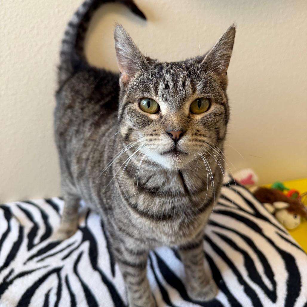 Enlarge Lucky, a Adoptable Domestic Short Hair in Cody, WY image 3/4