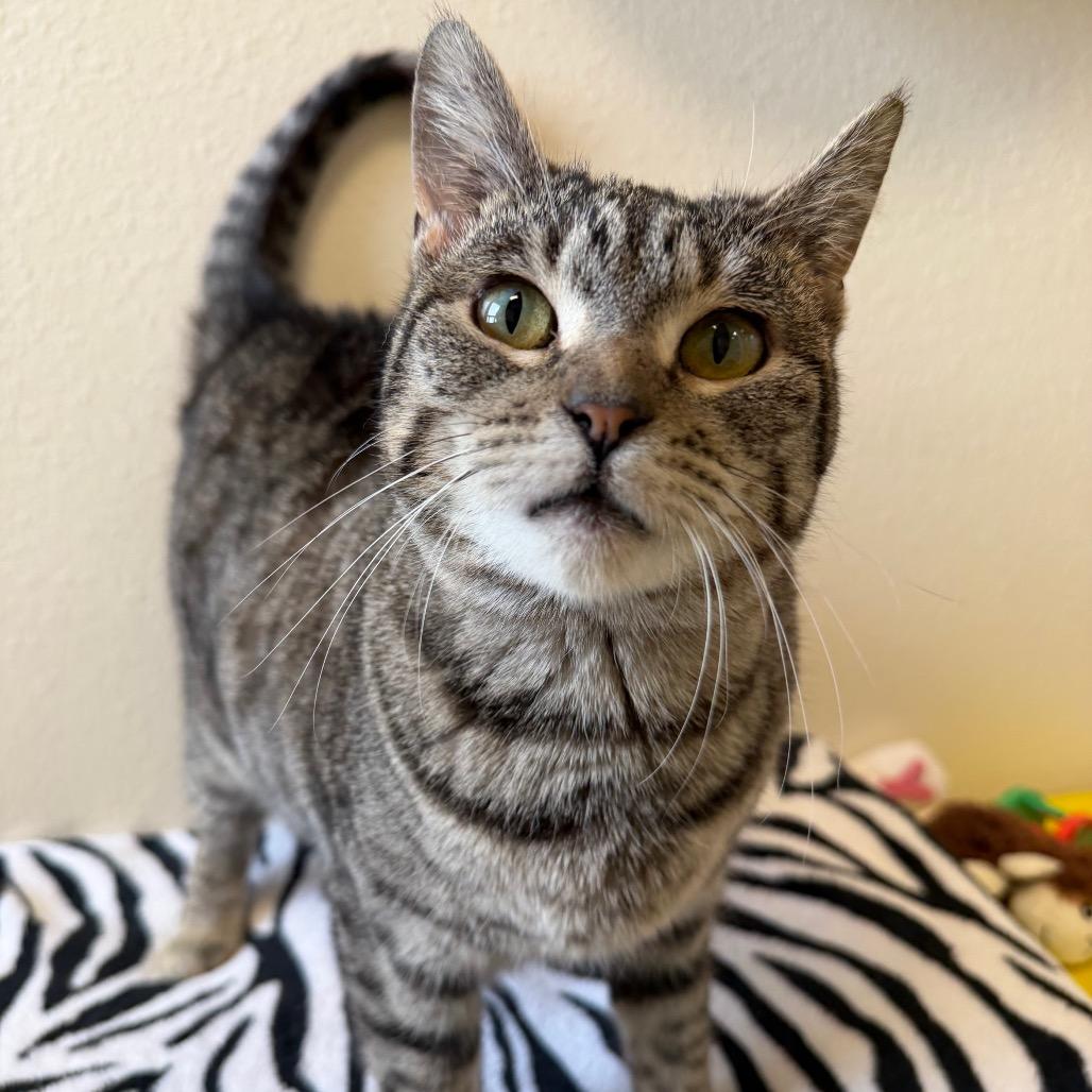 Enlarge Lucky, a Adoptable Domestic Short Hair in Cody, WY image 4/4
