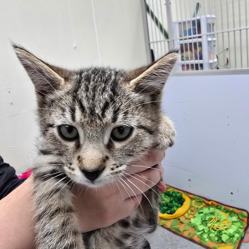 Candy cane, Adoptable, Kitten Male Domestic Short Hair.