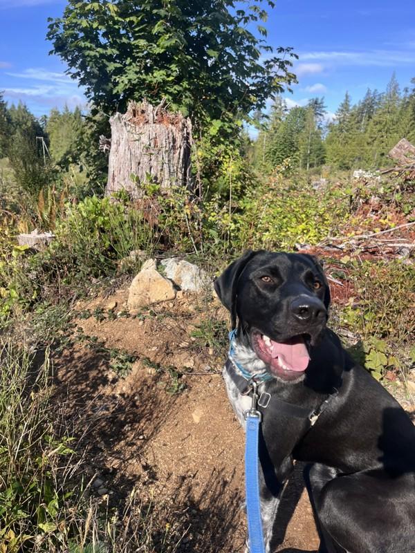 Lenny, Adoptable, Young Male German Shorthaired Pointer & Coonhound.
