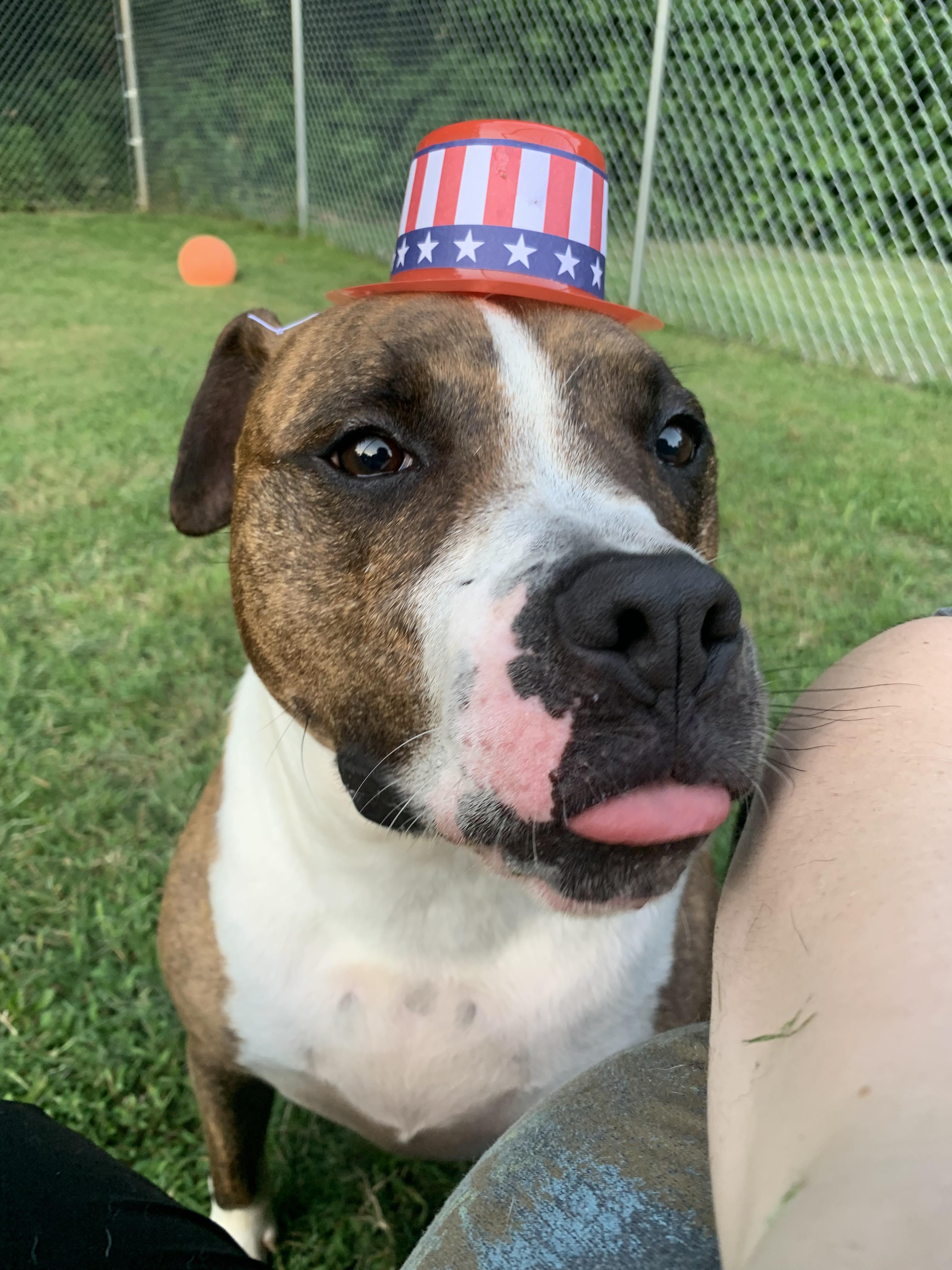 Hunter, a Adoptable Pit Bull Terrier in Dyersburg, TN image 2/6