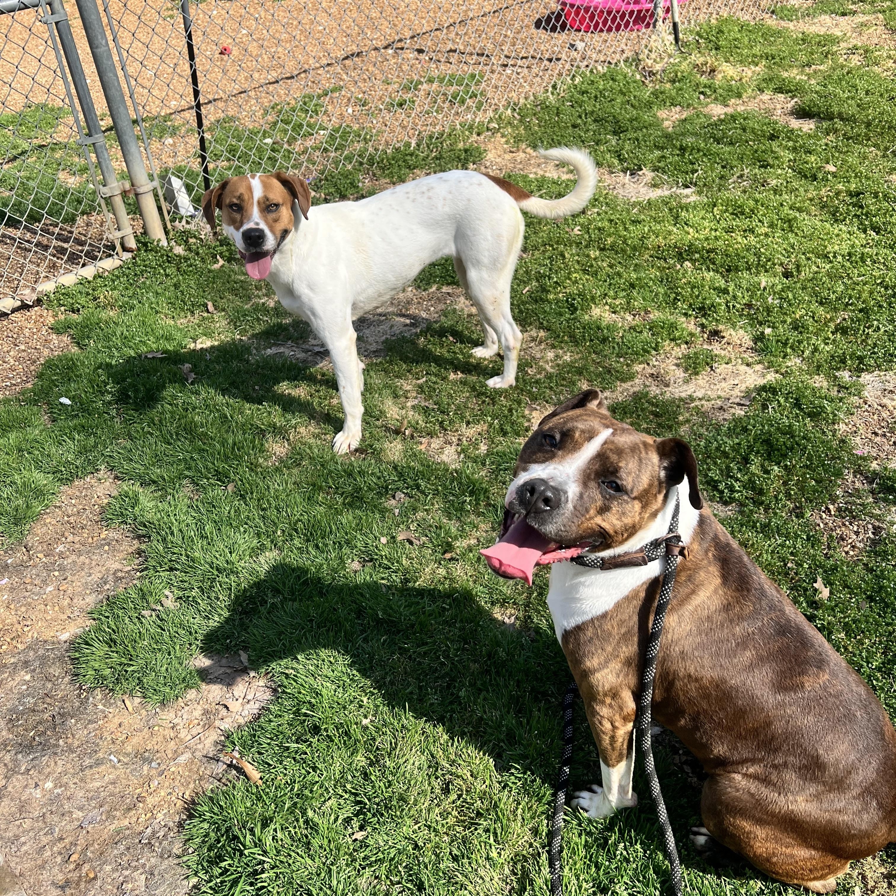 Hunter, a Adoptable Pit Bull Terrier in Dyersburg, TN image 5/6