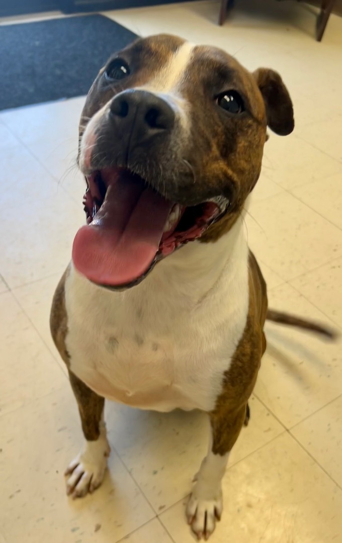 Hunter, an adoptable Pit Bull Terrier in Dyersburg, TN, 38024 | Photo Image 4
