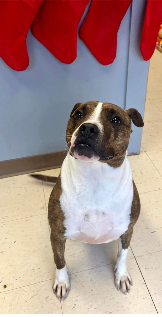 Hunter, a Adoptable Pit Bull Terrier in Dyersburg, TN image 4/6