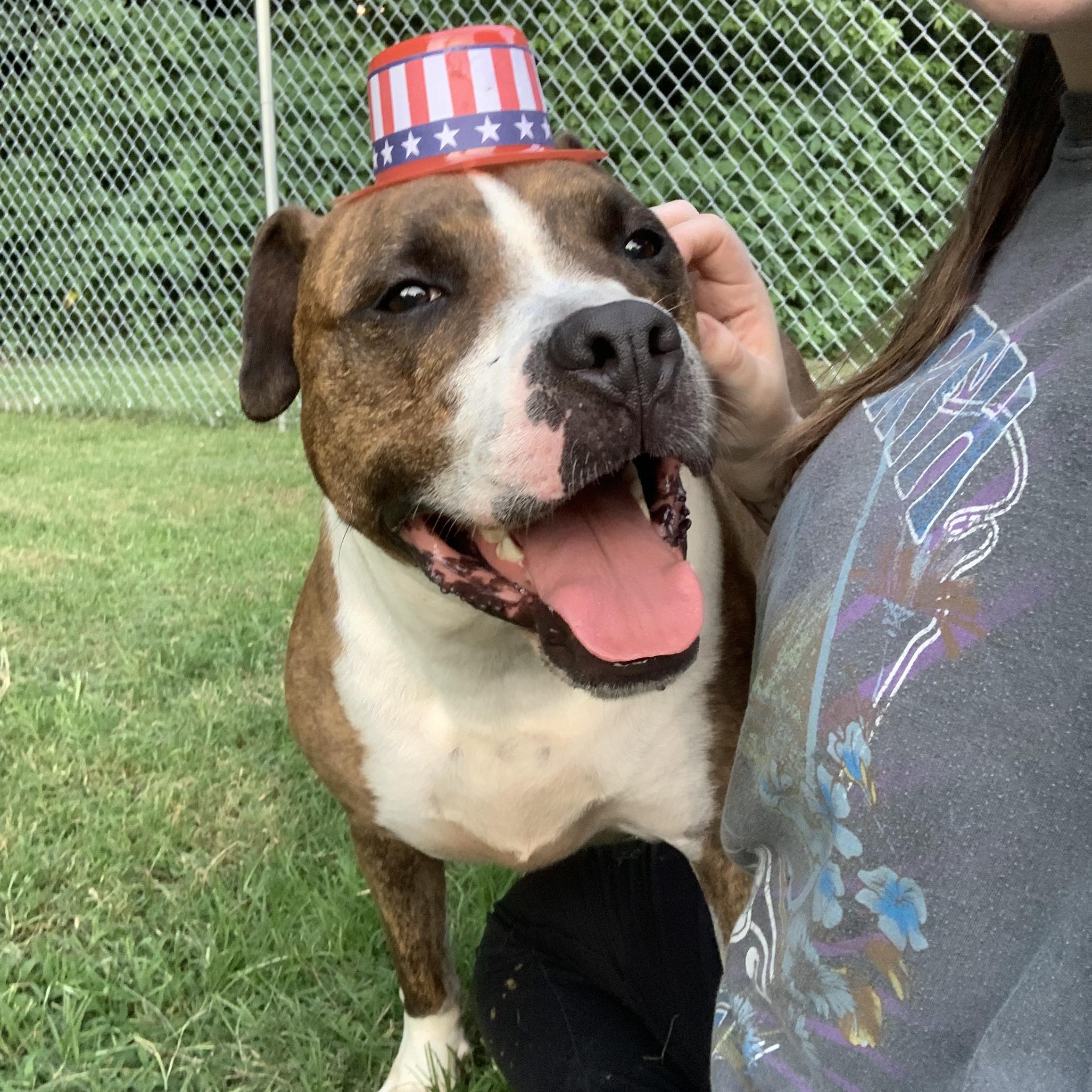 Hunter, a Adoptable Pit Bull Terrier in Dyersburg, TN image 1/6