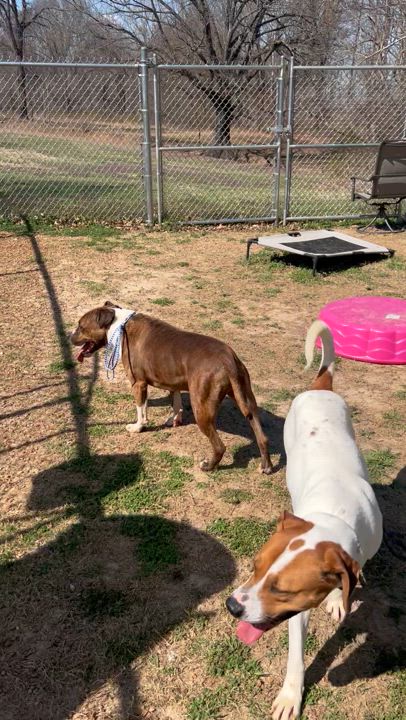 Enlarge Hunter, a Adoptable Pit Bull Terrier in Dyersburg, TN video 6/6