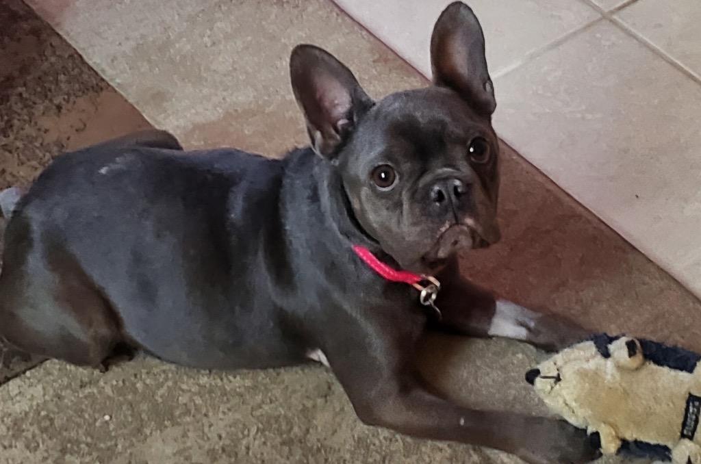 Enlarge Fettuccine, a Adoptable French Bulldog in Manhattan Beach, CA image 3/3