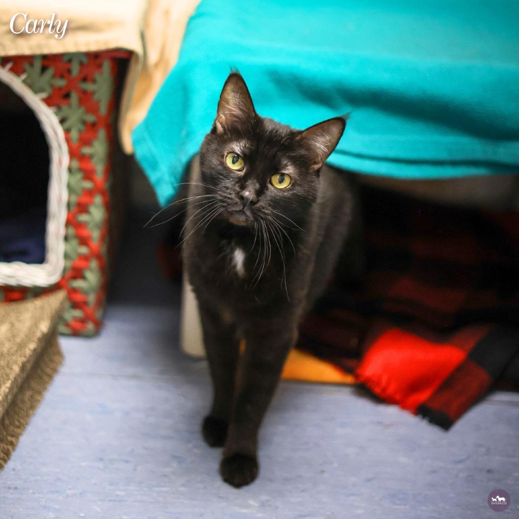 Carly, Adoptable, Senior Female Domestic Short Hair.