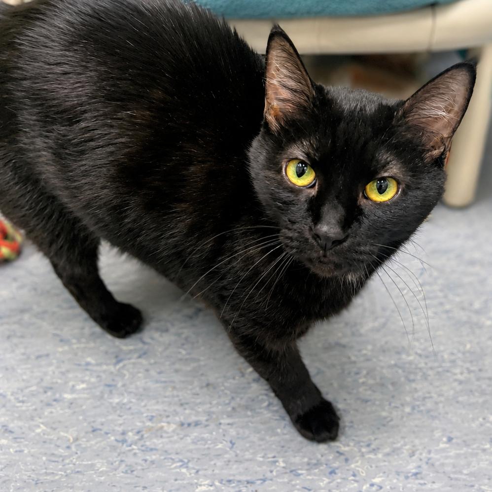 Enlarge Carly, a Adoptable Domestic Short Hair in Hopkinton, MA image 2/2