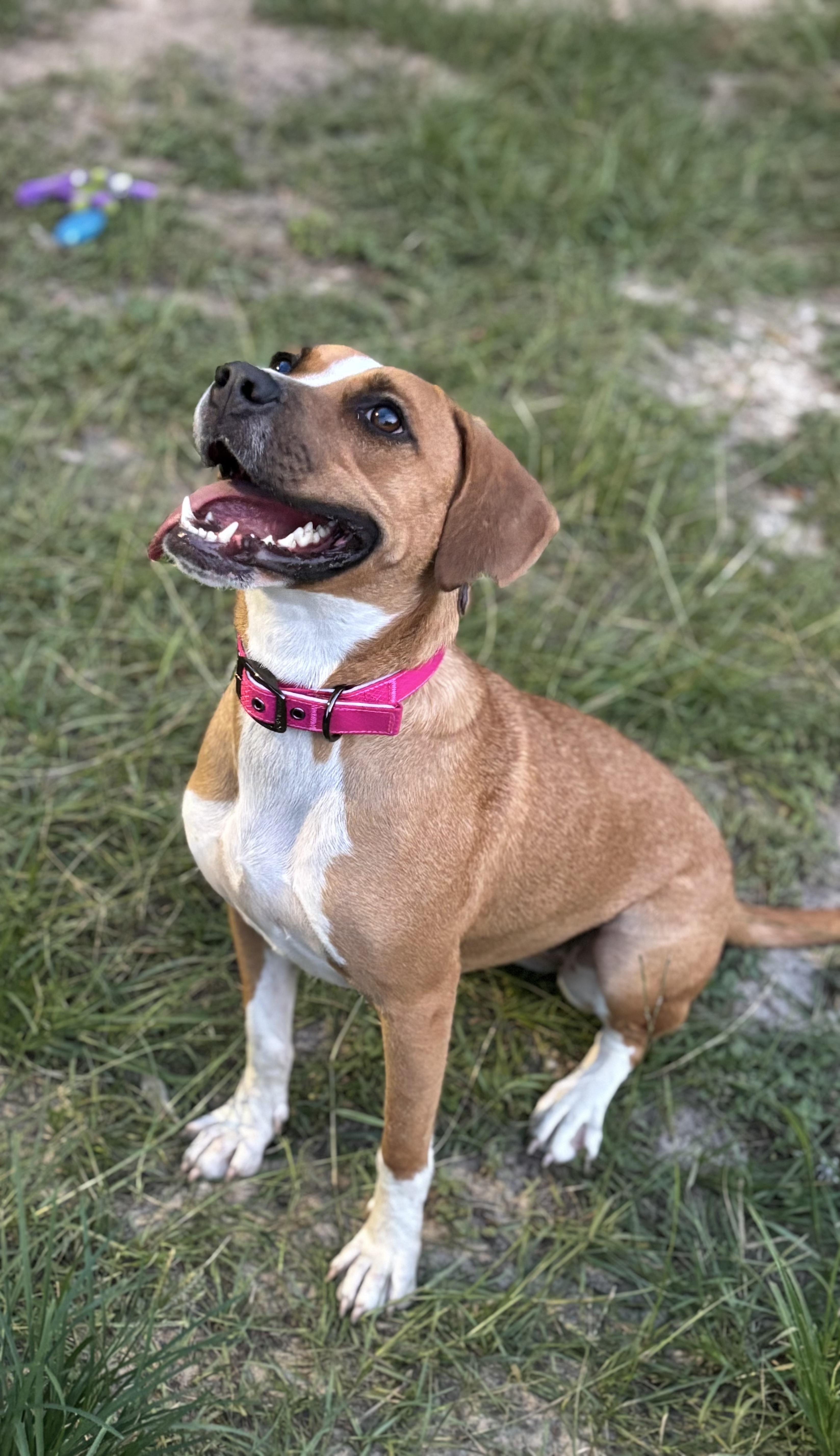 Enlarge Emma, an adoptable mixed breed in Leesville, SC image 2/4