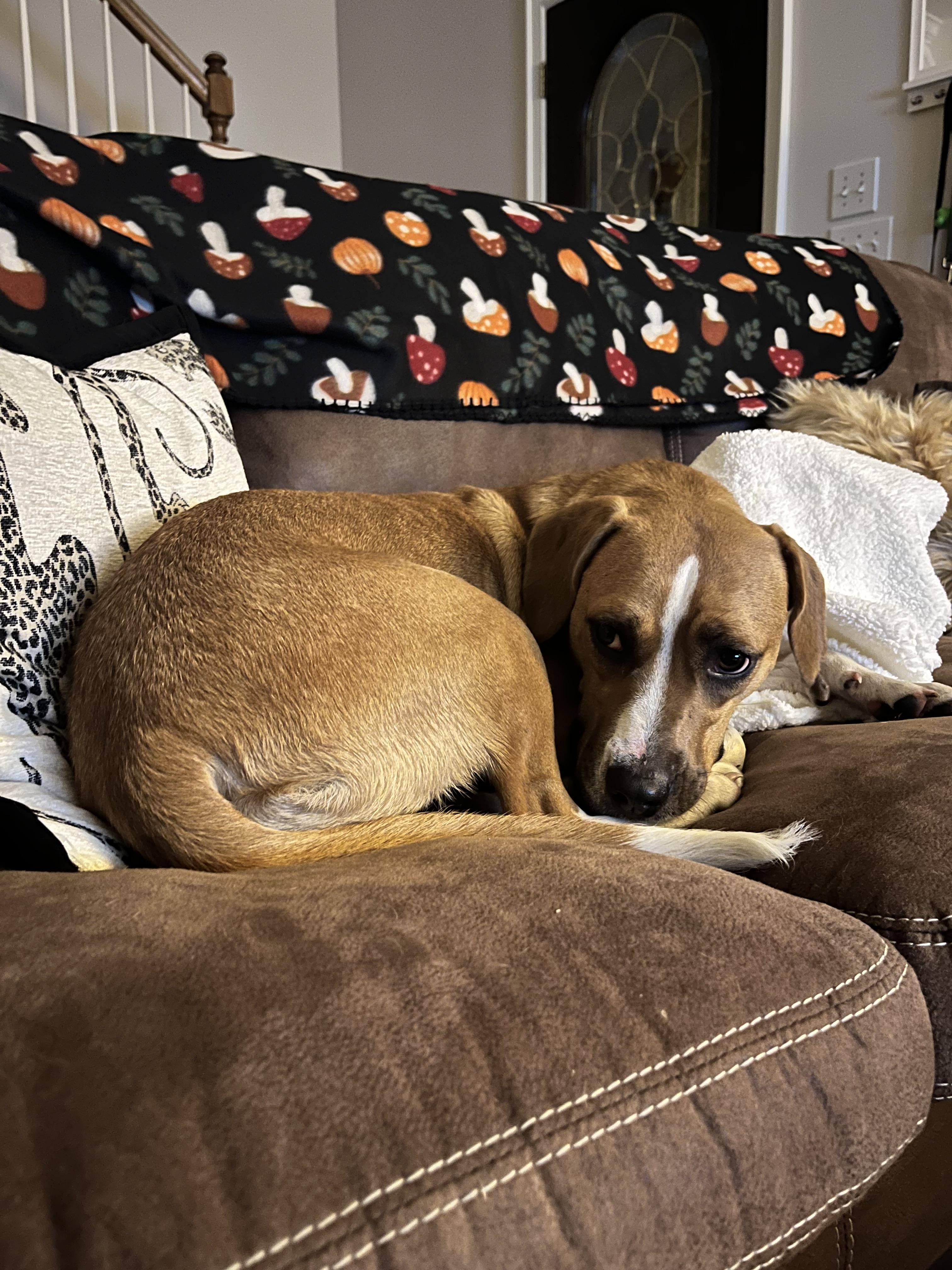 Enlarge Emma, an adoptable mixed breed in Leesville, SC image 1/4