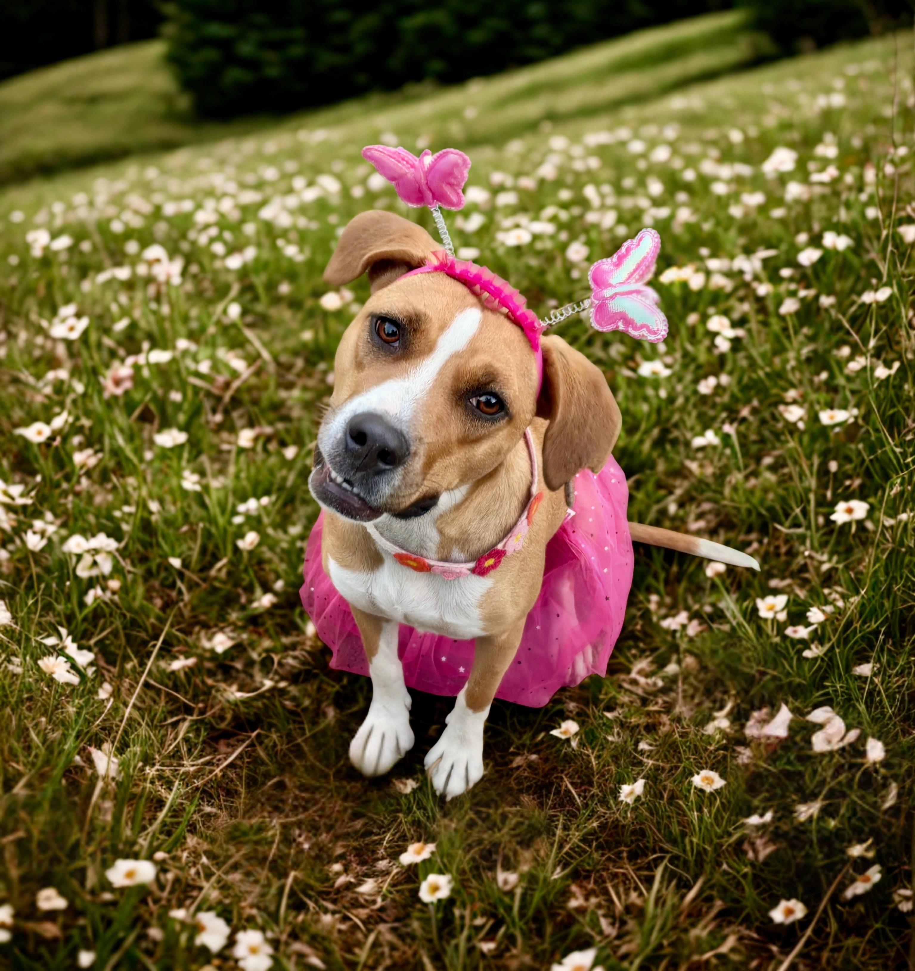 Enlarge Emma, an adoptable mixed breed in Leesville, SC image 3/4