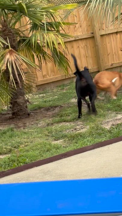 Enlarge Emma, an adoptable mixed breed in Leesville, SC video 4/4