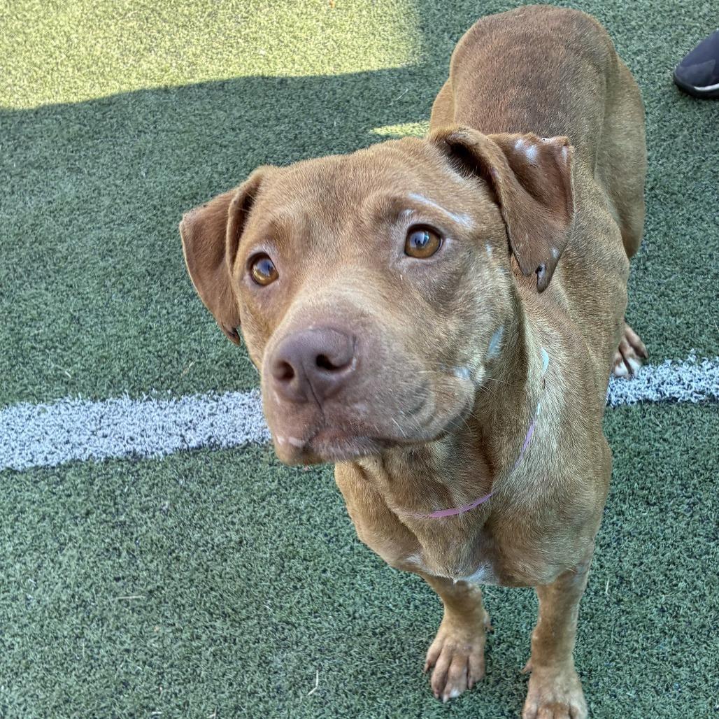Enlarge Coco, a Adoptable Mixed Breed in Gainesville, GA image 1/6
