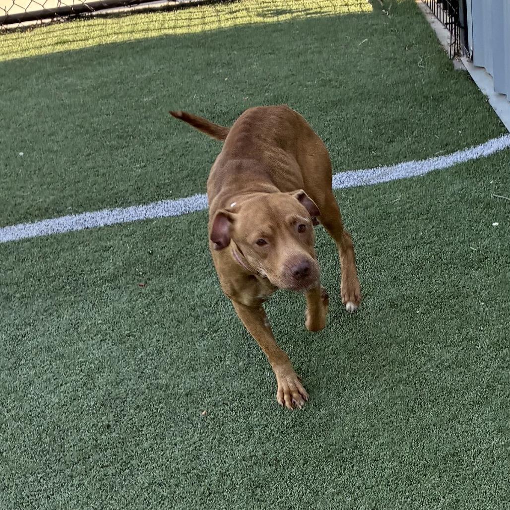 Enlarge Coco, a Adoptable Mixed Breed in Gainesville, GA image 2/6