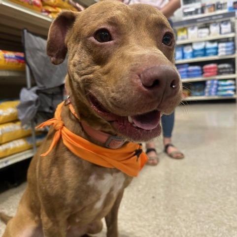 Enlarge Coco, a Adoptable Mixed Breed in Gainesville, GA image 3/6