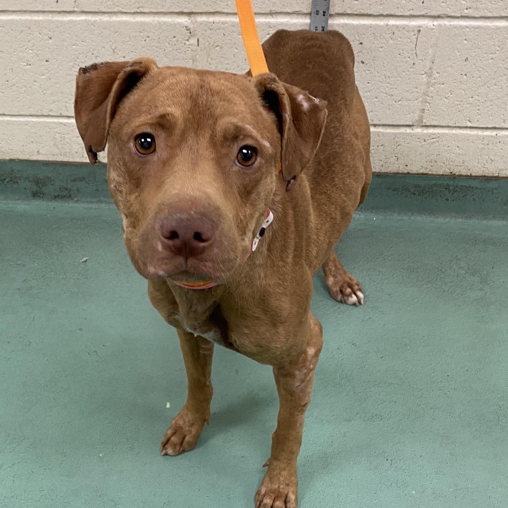 Enlarge Coco, a Adoptable Mixed Breed in Gainesville, GA image 4/6