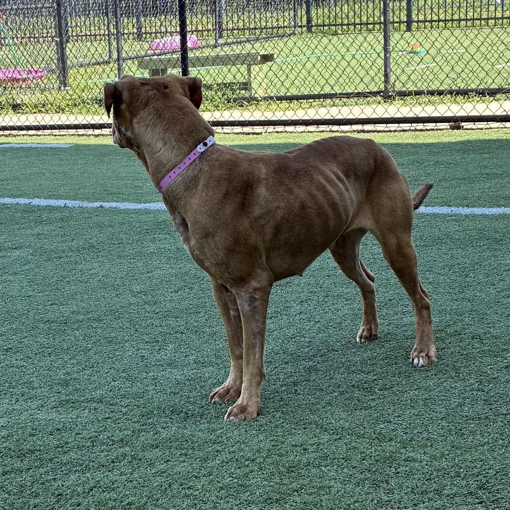 Enlarge Coco, a Adoptable Mixed Breed in Gainesville, GA image 5/6