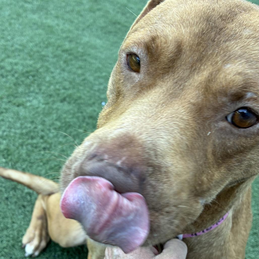 Enlarge Coco, a Adoptable Mixed Breed in Gainesville, GA image 6/6