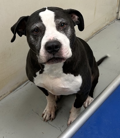 Enlarge Mac, a Adoptable mixed breed in Eagle River, WI image 1/1