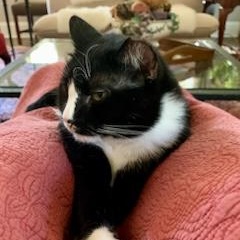 Enlarge Bert, a Adoptable Domestic Short Hair in Beaufort, SC image 4/5