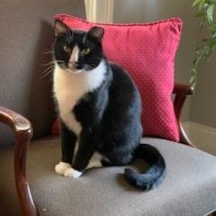 Enlarge Bert, a Adoptable Domestic Short Hair in Beaufort, SC image 2/5